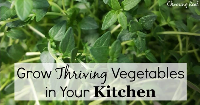 When you don't have space for a garden, you can still grow vegetables indoors. Produce thrives right in your kitchen with the limited space that you have.